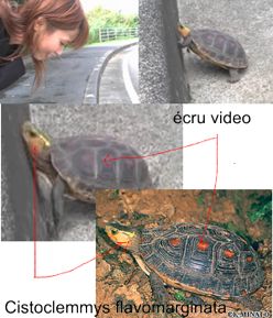 nacchi turtle