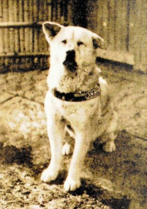 "Hachiko" (1923-1935)