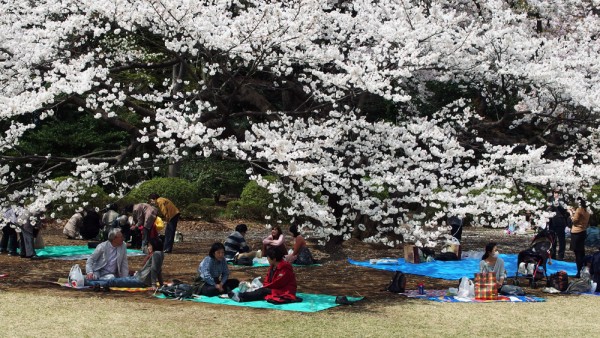Floración de Cerezos en Tokyo y en otras partes de Japón