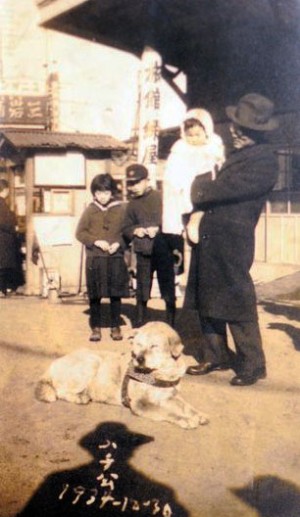 Última foto de Hachiko tomada el 30 de diciembre de 1934, 70 días antes de su fallecimiento.